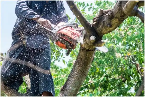 tree services North York